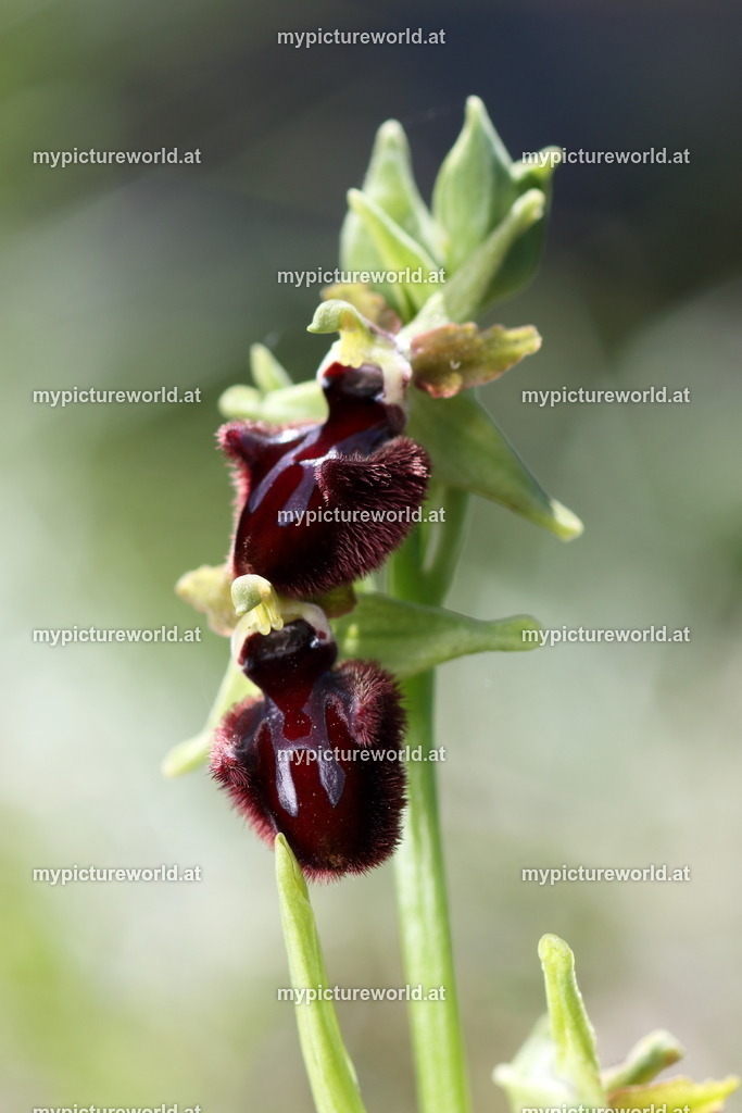 Schwarze Ragwurz-035 | Das Bilderarchiv über Tiere, Planzen und Landschaften. In der Bilddatenbank finden Sie ein große Auswahl an hochwertigen Bilder für Ihre Werbung - Realisiert mit Pictrs.com