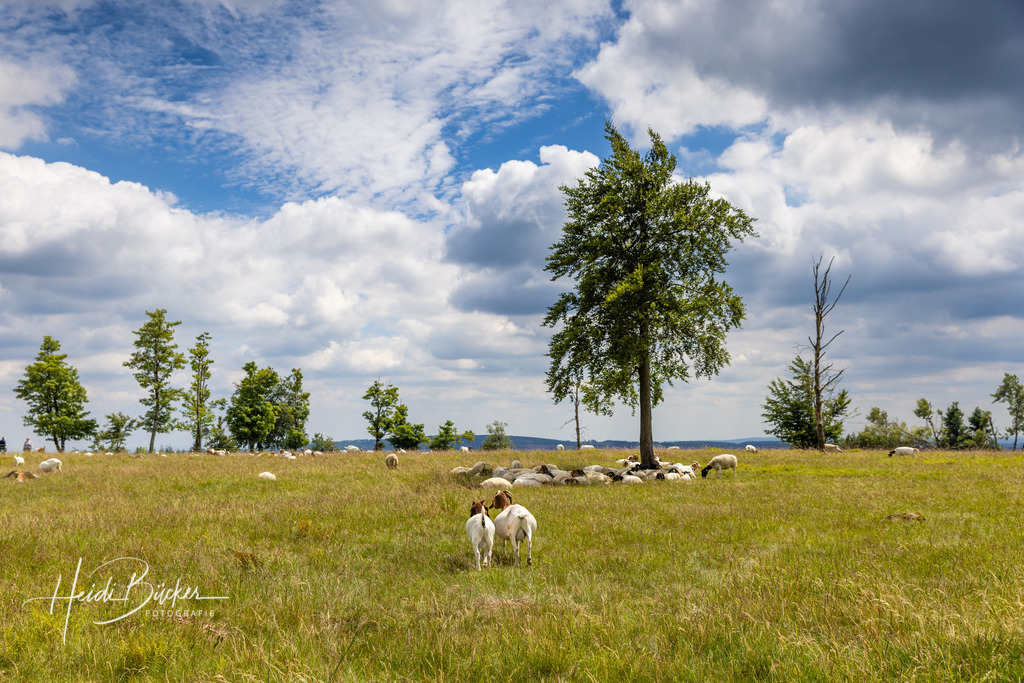 Heidschnucken auf dem Kahlen Asten | Heidschnucken beweiden die Bergheide auf dem Kahlen Asten bei Winterberg - Realisiert mit Pictrs.com