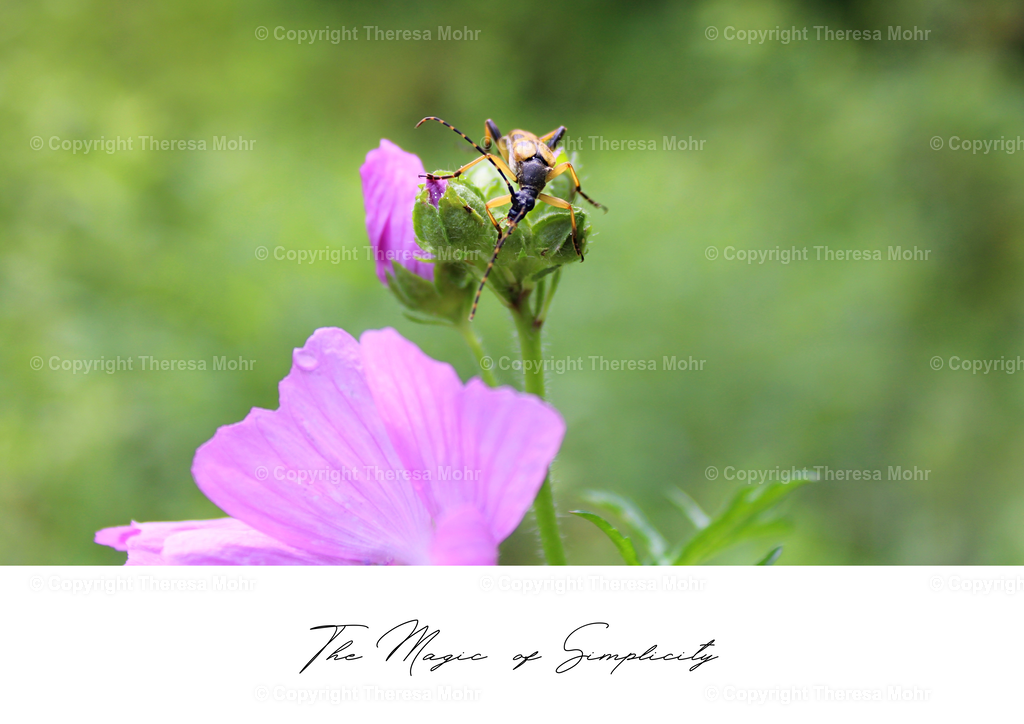 The Magic of Simplicity  | Naturpuls - Realisiert mit Pictrs.com