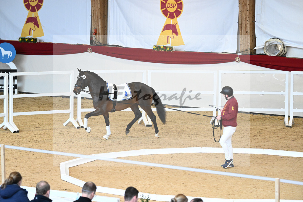 Impressionen Longieren Dressurhengste_2240285 | hf-fotografie - Realisiert mit Pictrs.com