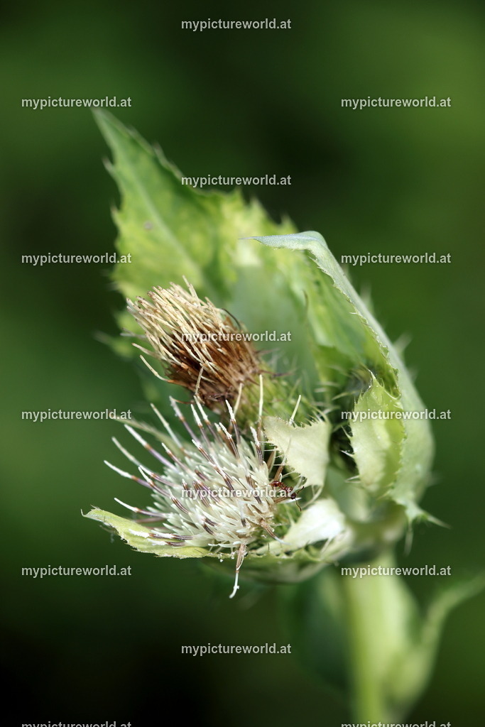 Kohl-Kratzdistel-001 | Das Bilderarchiv über Tiere, Planzen und Landschaften. In der Bilddatenbank finden Sie ein große Auswahl an hochwertigen Bilder für Ihre Werbung - Realisiert mit Pictrs.com