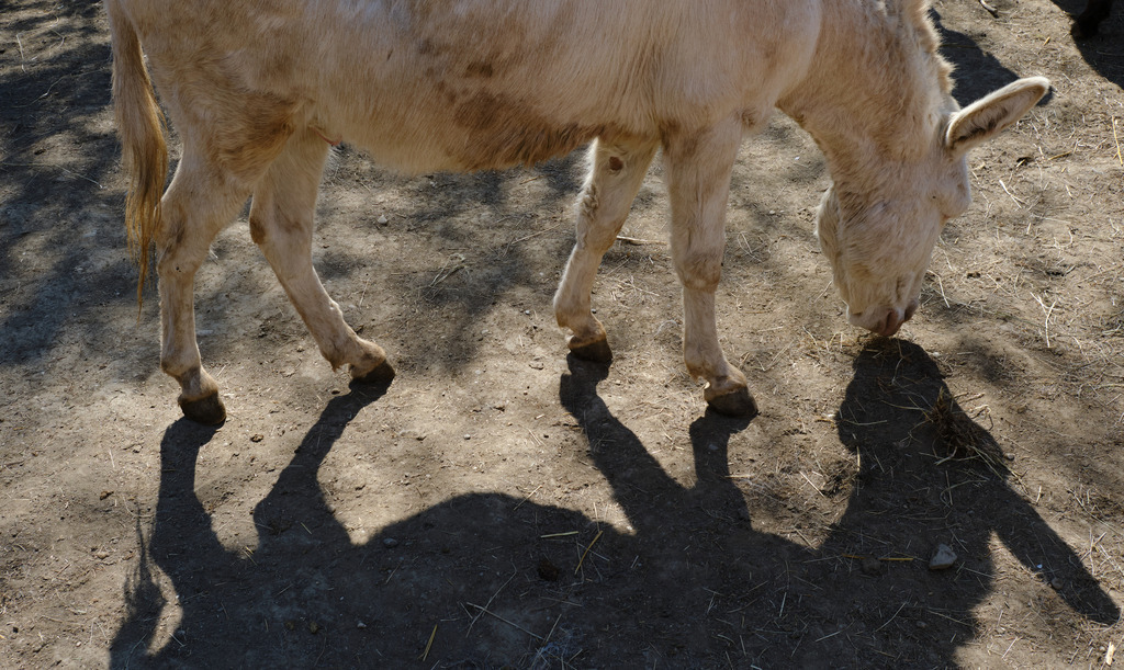 Esel auf einem Eselhof | Austria - May 01, 2025: Esel auf einem Eselhof. - Realisiert mit Pictrs.com