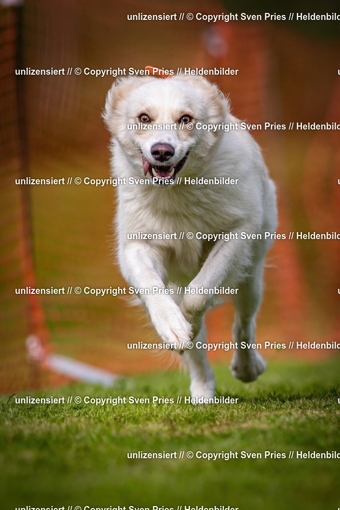 Sven Pries | 2024-09-22 - Hunderennen Baden-BadenPudelverein - Realisiert mit Pictrs.com