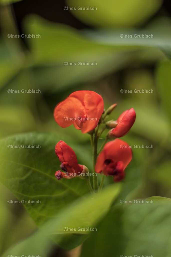 Feuerbohne in voller Blüte | Lila Lubbenbomm - Artwork by Ines Grubisch - Realisiert mit Pictrs.com