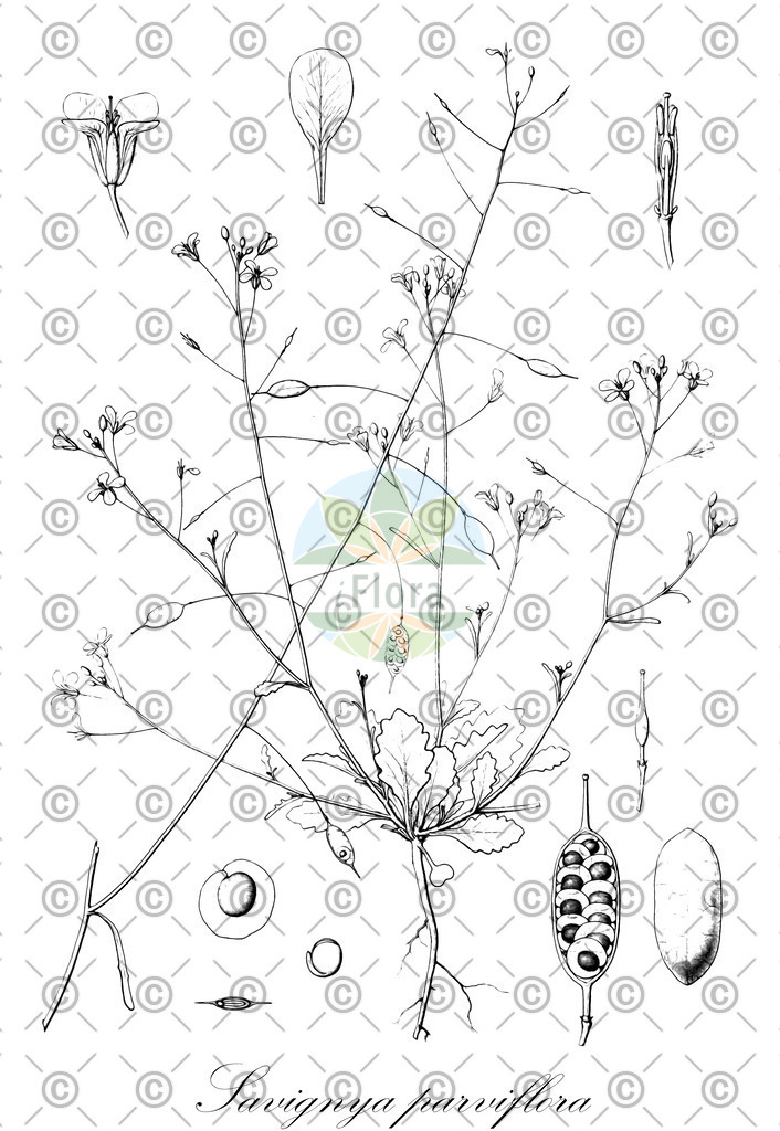 HistAbb_EMP_31403_8_ALPEN_Simple | Historische Abbildung von Savignya parviflora - Brassicaceae | Historical Illustration of Savignya parviflora - Brassicaceae