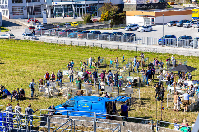 SchaZie Tag | Bildershop von pixelworld.at - Realisiert mit Pictrs.com