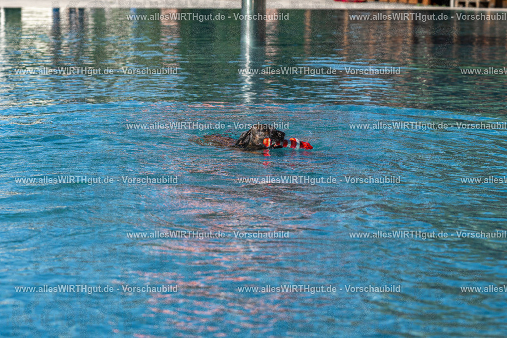 Hundeschwimmen_Volksbad_2026-allesWIRTHgut_Tierfotografie-2609061033-FAY05941 | Professionelle Tierfotografie in Mönchengladbach von Daniel Wirth (allesWIRTHgut). Liebevolle & natürliche Bilder von Hunden & Katzen für unvergessliche Erinnerungen.