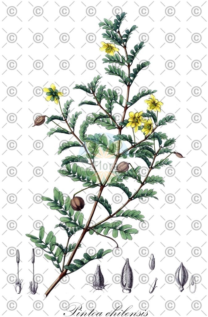 HistAbb_wfo-0000396645_1_ENZY_Simple | Historische Abbildung von Pintoa chilensis - Zygophyllaceae | Historical Illustration of Pintoa chilensis - Zygophyllaceae