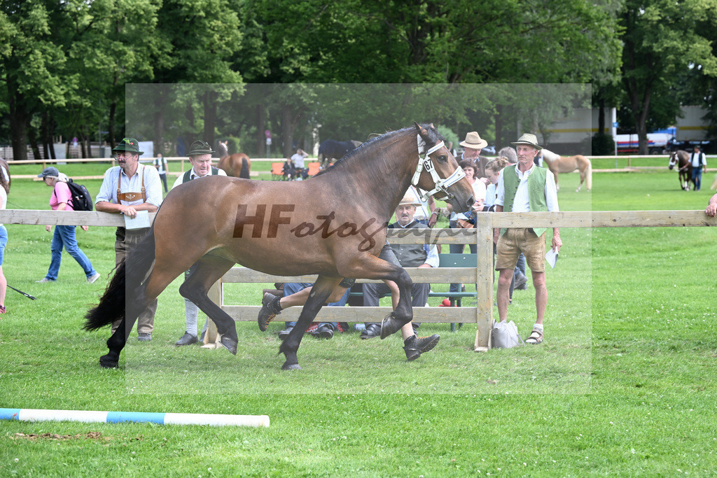 Kat-Nr. 67 Perle v. Schorschi_Willand_22241190 | hf-fotografie - Realizzato con Pictrs.com