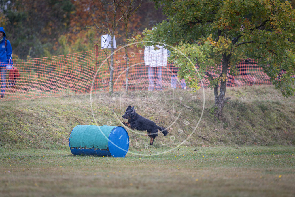 Pfotenfotografie_DV3A0550 | Hundefotografie, Tierfotograf, Pfotenfotografie, Fotoshooting Hund, Hunde Portrait, Hundesport, Hundeportraits, Heideshooting, Hunde, Sportfotograf, Hundefotograf, Turnierhundsport, THS,  - Realisiert mit Pictrs.com