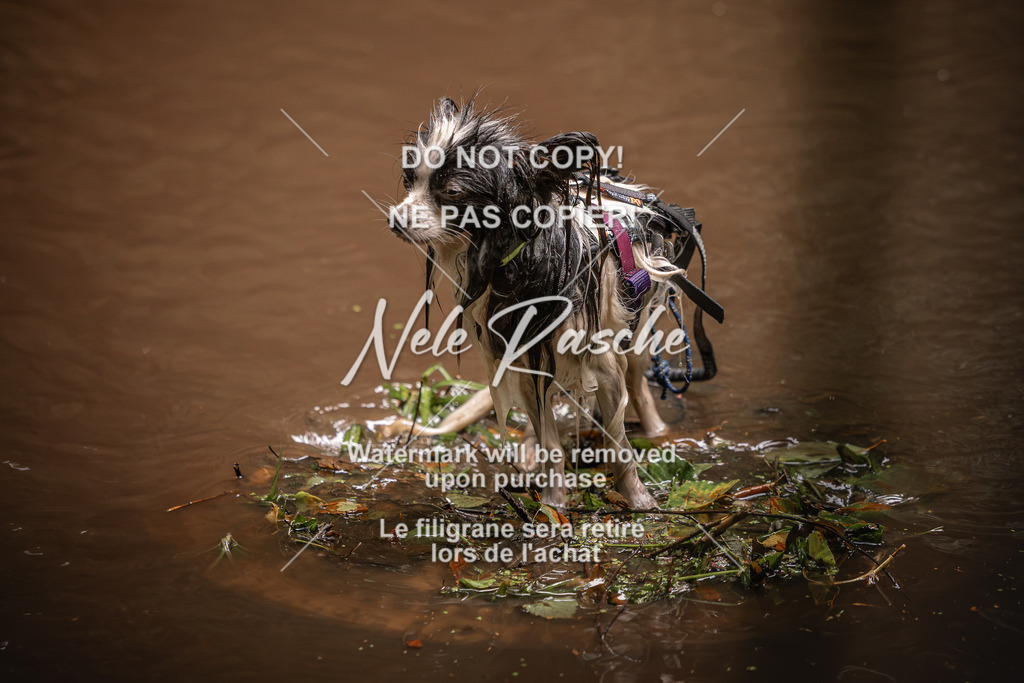 nelerasche_Wingst_Sa1330-1400_318 | nelerasche