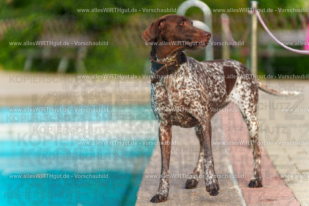Hundeschwimmen_Grefrath_2026-allesWIRTHgut_Tierfotografie-09_02-7R502068 | Professionelle Tierfotografie in Mönchengladbach von Daniel Wirth (allesWIRTHgut). Liebevolle & natürliche Bilder von Hunden & Katzen für unvergessliche Erinnerungen.