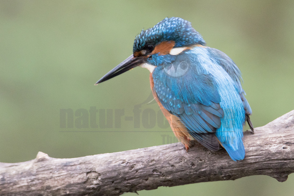 20180413-IMG_5354 | Der Eisvogel ist die einzige in Mitteleuropa vorkommende Art aus der Familie der Eisvögel. Er besiedelt weite Teile Europas, Asiens sowie das westliche Nordafrika und lebt an mäßig schnell fließenden oder stehenden, klaren Gewässern mit Kleinfischbestand und Sitzwarten. - Realisiert mit Pictrs.com