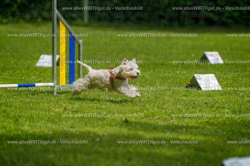 @allesWIRTHgut_Tierfotografie - www.allesWIRTHgut.de - 7R503867 | Professionelle Tierfotografie in Mönchengladbach von Daniel Wirth (allesWIRTHgut). Liebevolle & natürliche Bilder von Hunden & Katzen für unvergessliche Erinnerungen.
