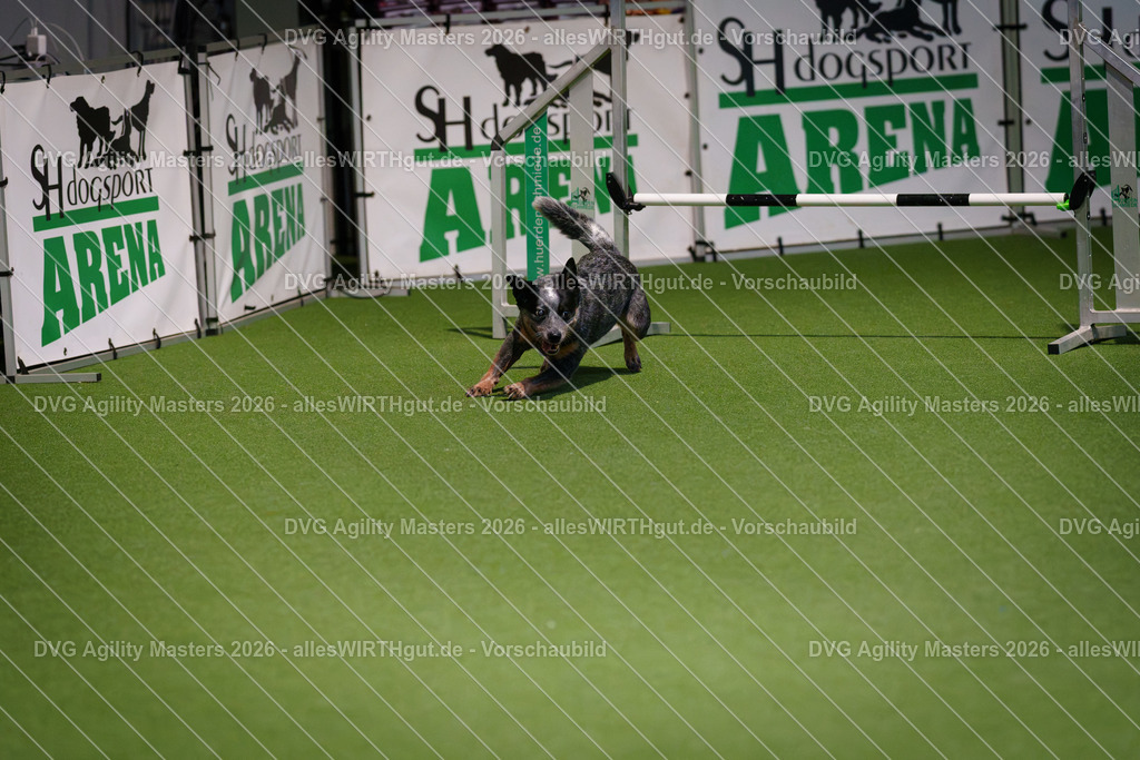 allesWIRTHgut_Tierfotografie-DVG_Agility_Masters_2026-16_43-7R504168 | Professionelle Tierfotografie in Mönchengladbach von Daniel Wirth (allesWIRTHgut). Liebevolle & natürliche Bilder von Hunden & Katzen für unvergessliche Erinnerungen.