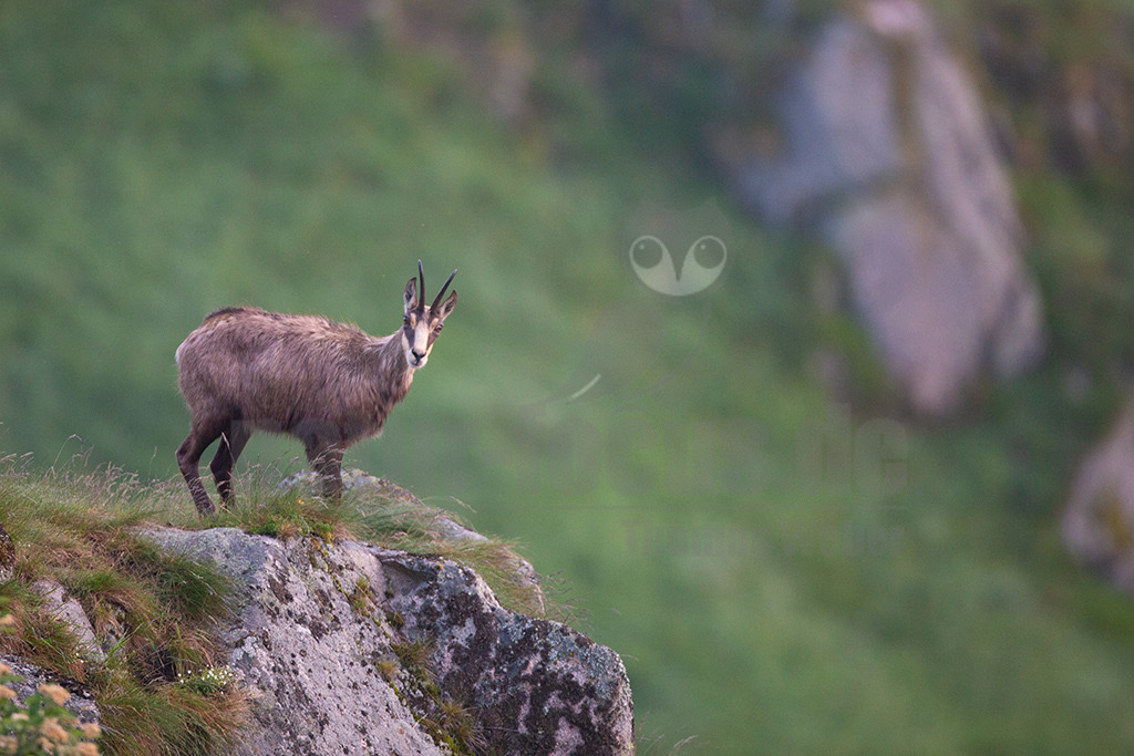 20130705061541-3 | Die Gemse ( Rupicapra rupicapra ) ist ein Huftier, das dank seiner aussergewöhnlichen Anpassungsfähigkeit den extremen Lebensbedingungen im Gebirge gewachsen ist. Die Gemse vereint auf eindrückliche Art Widerstandskraft, Gewandtheit und Robustheit. Während sie früher in die schwer zugänglichen Gebirgsmassive zurückgedrängt wurde, ist sie heute in Wäldern mittlerer Höhe und gar in tiefen Lagen stark verbreitet. - Realisiert mit Pictrs.com