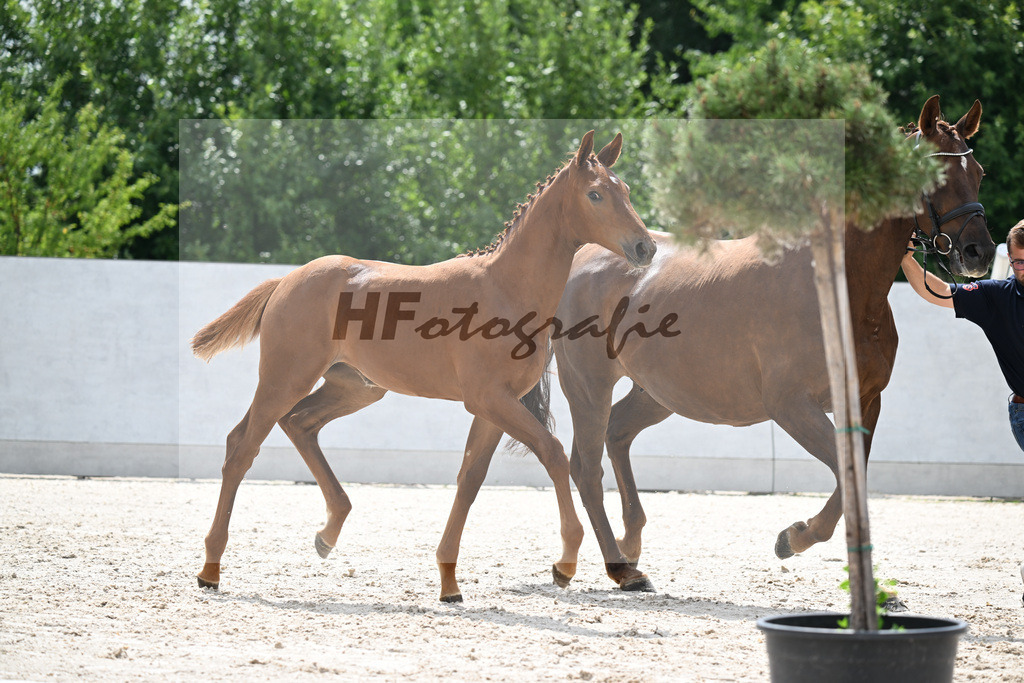 Kat-Nr. 315 Tangelo v d Zuithoeve x Diamant de Semilly_SF_Sportpferdezucht Ehrlich_21250389 | hf-fotografie - Realizzato con Pictrs.com