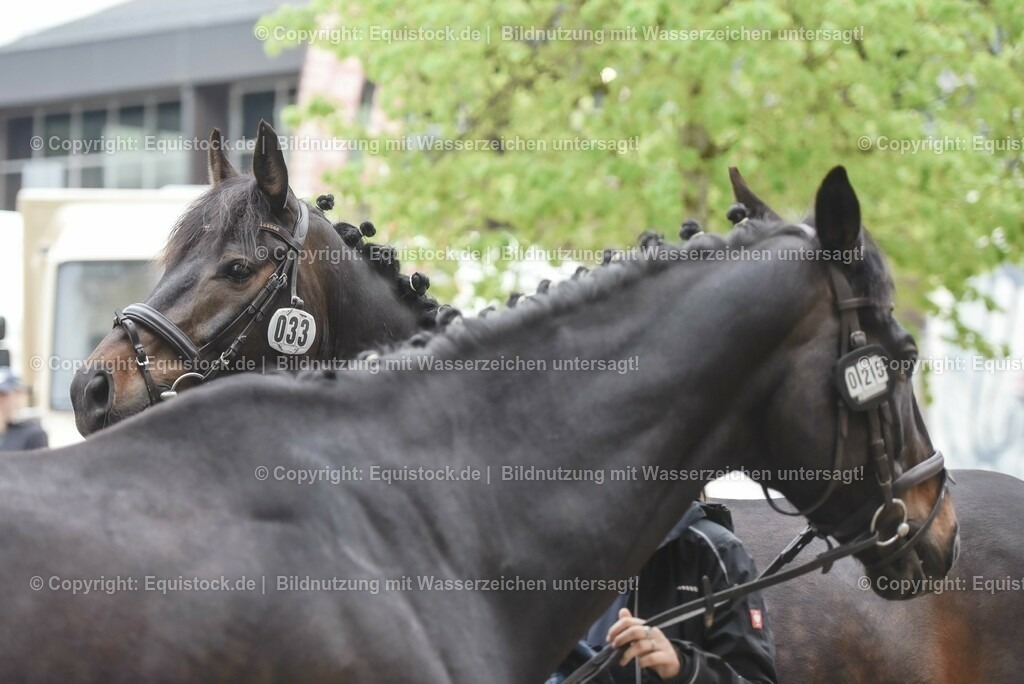 20230514_Impressionen_0083 | equistock