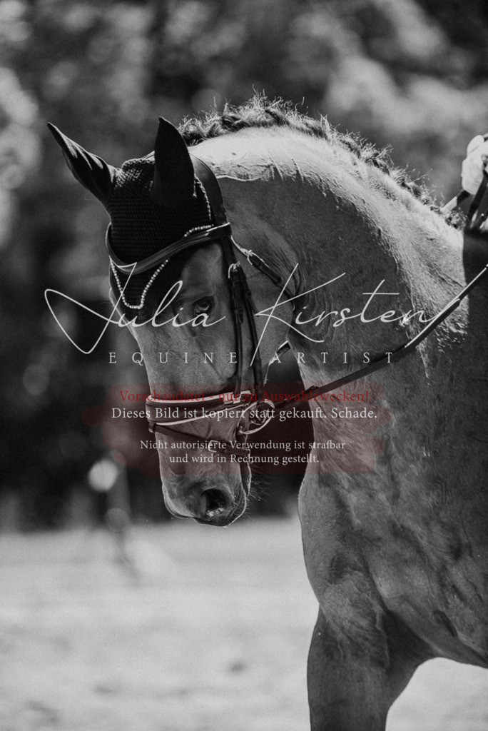 DSC_1340 | Pferde- und Turnierfotografie in Westsachsen. Pferdeportraits, Auftragszeichnungen und intuitive Kunst.