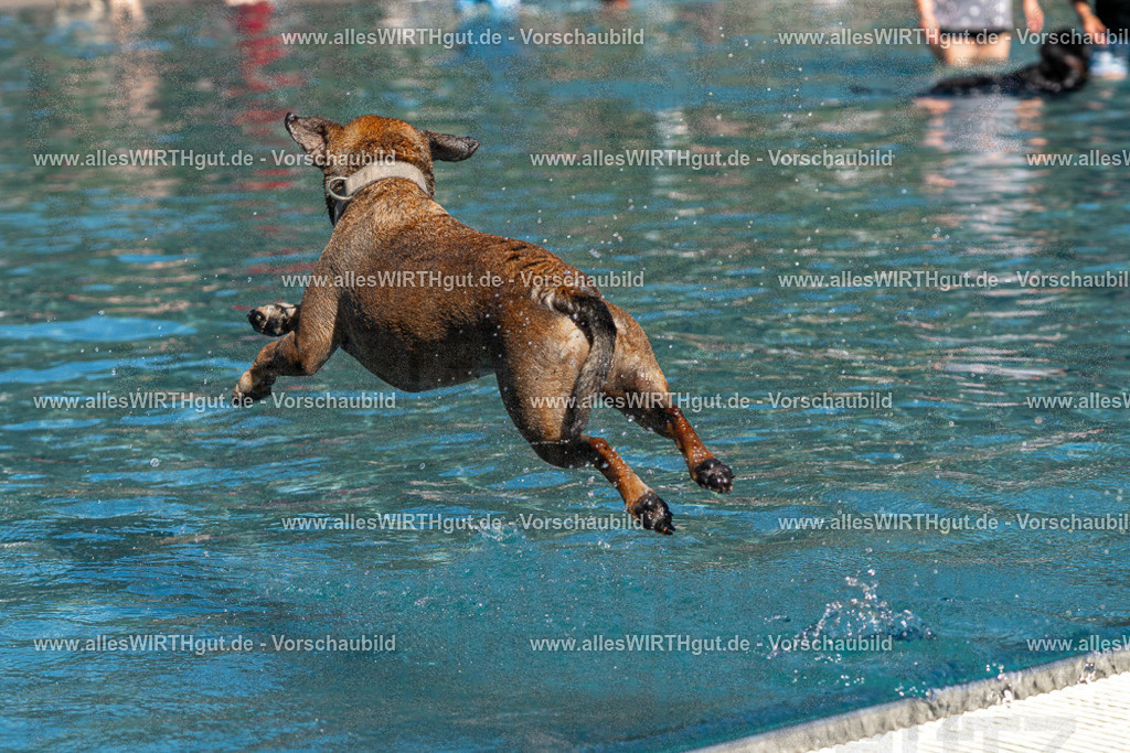 Hundeschwimmen_Volksbad_2026-allesWIRTHgut_Tierfotografie-2609061147-FAY06318 | Professionelle Tierfotografie in Mönchengladbach von Daniel Wirth (allesWIRTHgut). Liebevolle & natürliche Bilder von Hunden & Katzen für unvergessliche Erinnerungen.