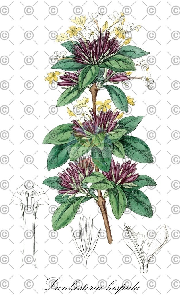 HistAbb_wfo-0001316625_1_ENZY_Simple | Historische Abbildung von Lankesteria hispida - Acanthaceae | Historical Illustration of Lankesteria hispida - Acanthaceae
