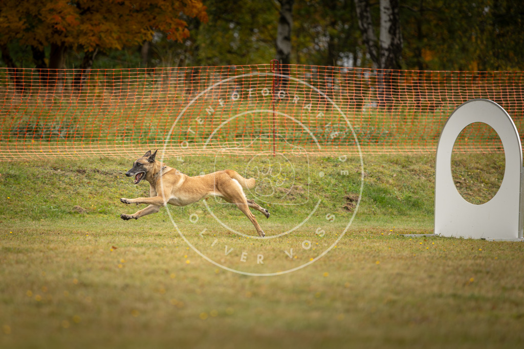 Pfotenfotografie_DV3A1524 | Hundefotografie, Tierfotograf, Pfotenfotografie, Fotoshooting Hund, Hunde Portrait, Hundesport, Hundeportraits, Heideshooting, Hunde, Sportfotograf, Hundefotograf, Turnierhundsport, THS,  - Realisiert mit Pictrs.com