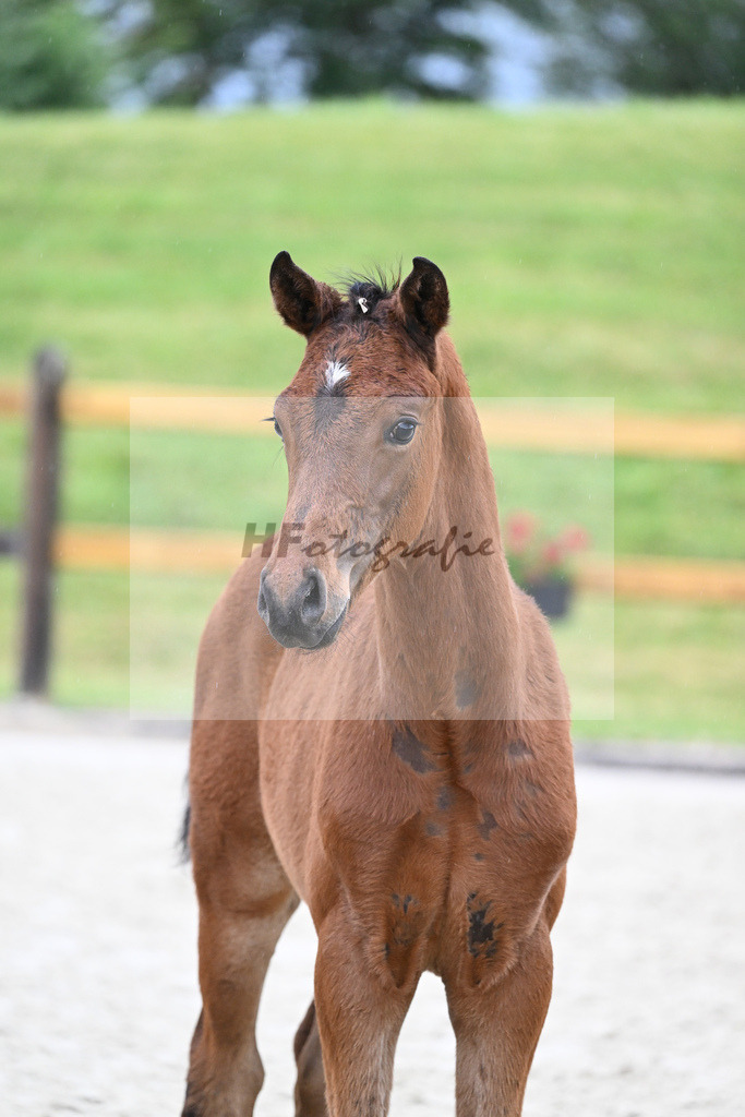 Kat-Nr. 61 HF DSP Va Bene_Geyer_17231565 | hf-fotografie - Realisiert mit Pictrs.com