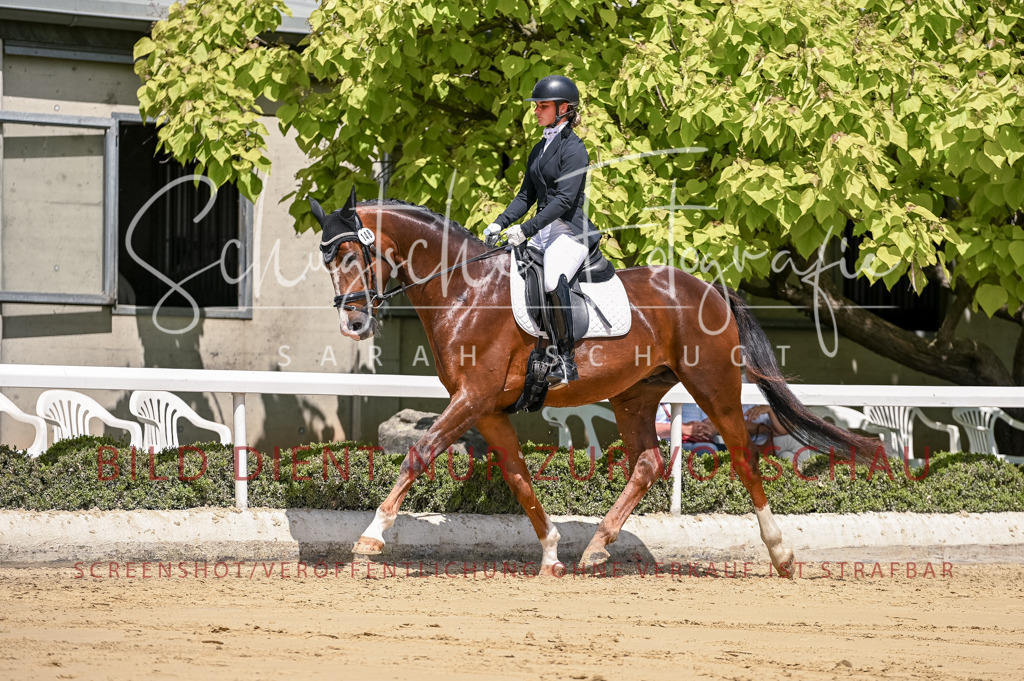 Schugtsche-Aluta25-48.Reitpferfdeprf.-259 | Schugtsche Fotografie - Realisiert mit Pictrs.com