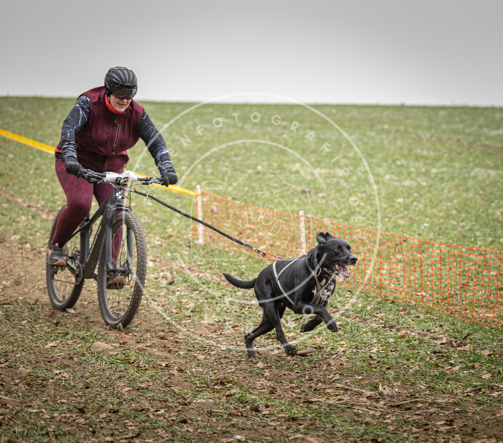 Pfotenfotografie_DV3A2923 | Hundefotografie, Tierfotograf, Pfotenfotografie, Fotoshooting Hund, Hunde Portrait, Hundesport, Hundeportraits, Heideshooting, Hunde, Sportfotograf, Hundefotograf, Turnierhundsport, THS,  - Realisiert mit Pictrs.com