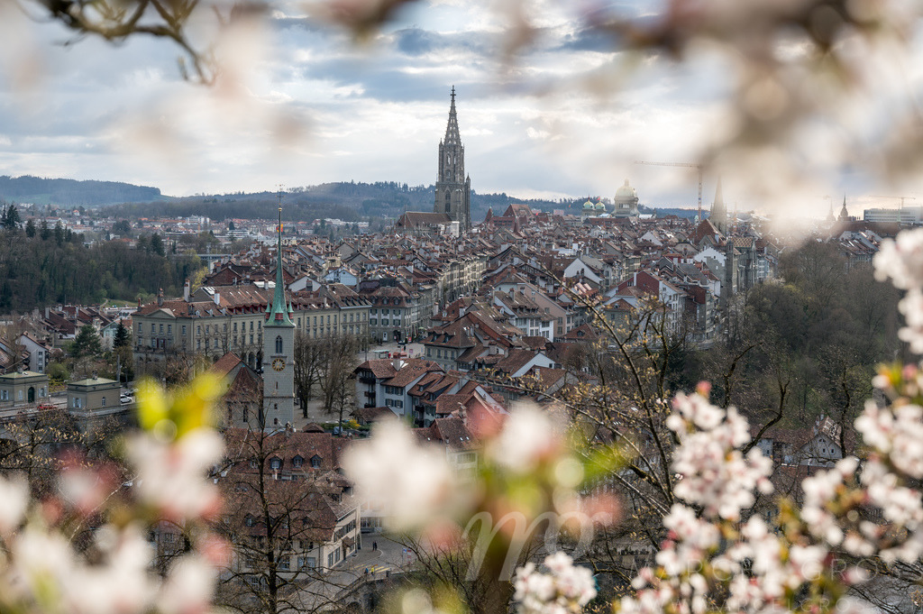 cherry blossom in Berne | Die ideale Geschenkidee für Naturliebhaber. Naturbilder von Marcel Gross Photography für ihr Zuhause in den verschiedensten Formaten und Materialien. - Realisiert mit Pictrs.com