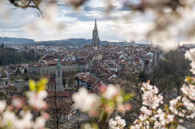 cherry blossom in Berne | Die ideale Geschenkidee für Naturliebhaber. Naturbilder von Marcel Gross Photography für ihr Zuhause in den verschiedensten Formaten und Materialien. - Realizzato con Pictrs.com