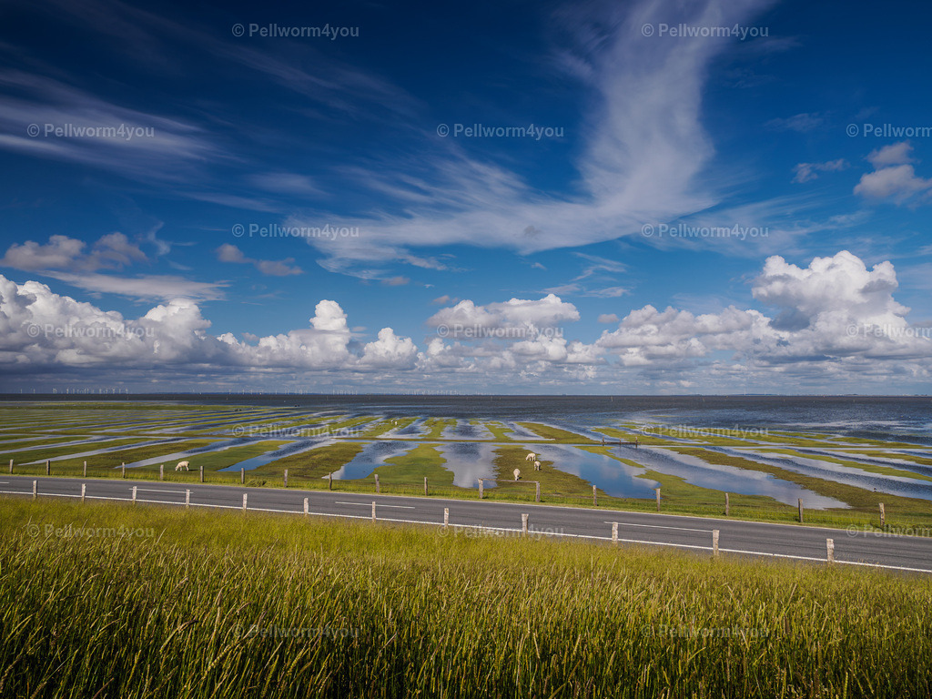 _6120225 | Pellwormer Bilder und Fotos als Poster, auf Leinwand mit Keilrahmen, hinter Acrylglas, auf Alu-Dibond oder Forex-Platte und vieles mehr. Zum verschenken, für die Ferienwohnung oder für zu Hause. - Realisiert mit Pictrs.com