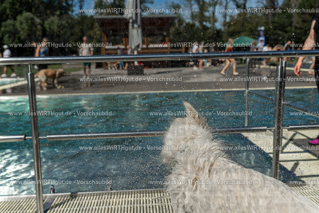 Hundeschwimmen_Volksbad_2026-allesWIRTHgut_Tierfotografie-2609061308-121814-7R500563 | Professionelle Tierfotografie in Mönchengladbach von Daniel Wirth (allesWIRTHgut). Liebevolle & natürliche Bilder von Hunden & Katzen für unvergessliche Erinnerungen.