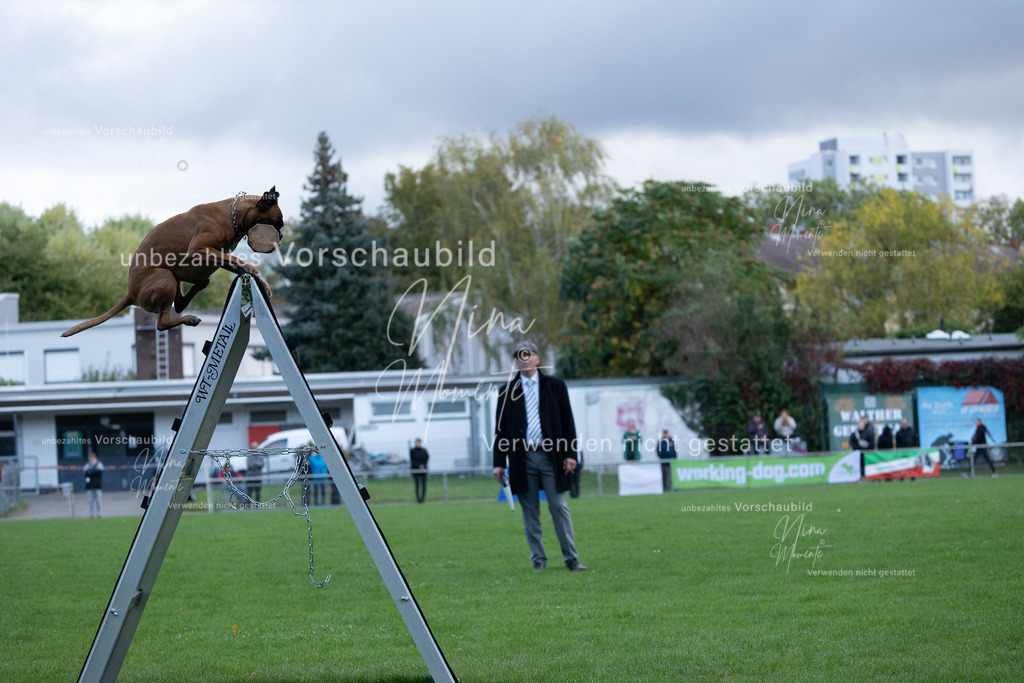 _16A4770 | Einzigartige Fotos von Hunden & Menschen –Actionfotos, Portraits, Vereinsaufnahmen & Paarshootings – authentisch, lebendig & mit Herz.