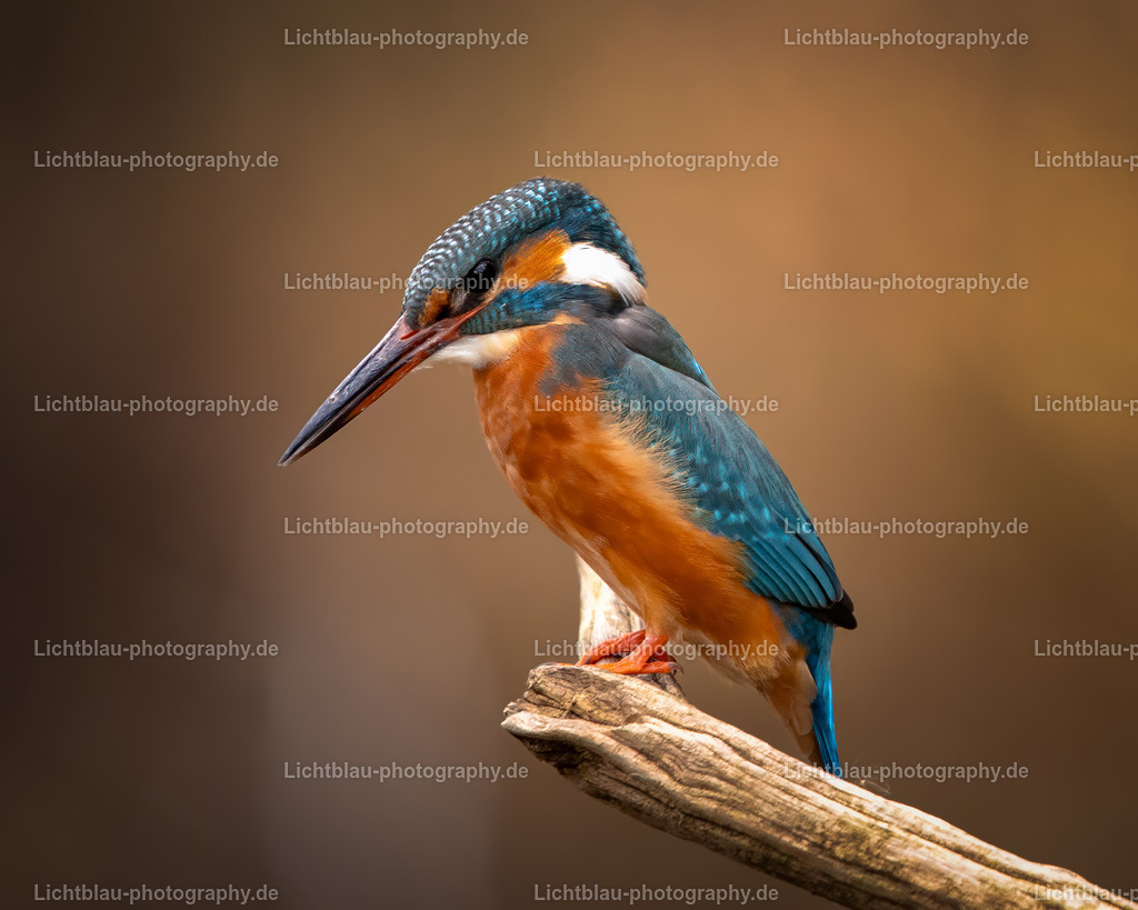 Eisvogel-32 | Hans-Bernd Lichtblau Photography. Finden Sie wunderschöne Fotografien aus Landschaft und Natur.  - Realisiert mit Pictrs.com
