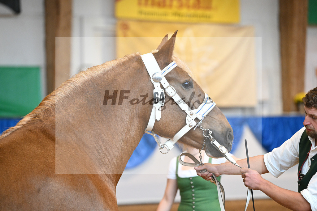 Kat-Nr. 64 Heleni_Hoeck_53220203 | hf-fotografie - Realisiert mit Pictrs.com
