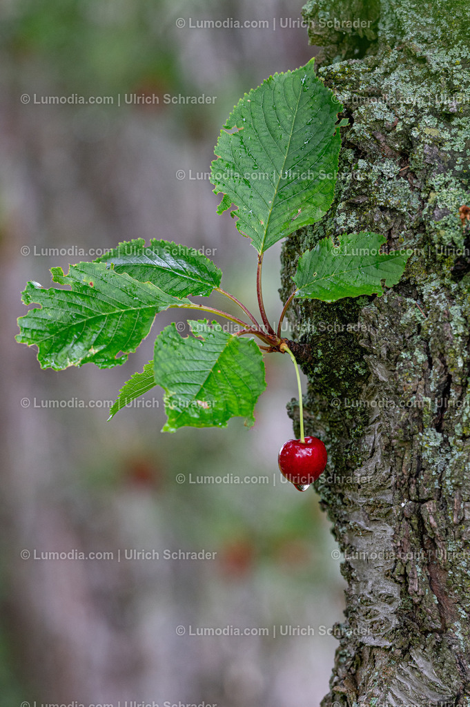 10049-13385 - Am Kirschbaum nach dem Regen | Stockfoto und Bilderpool mit Bildmaterial aus Deutschland, dem Harz, Halberstadt, Quedlinburg, Wernigerode und weltweit. Qualitativ hochwertige und professionelle Fotos anschauen und kaufen. - Realisiert mit Pictrs.com