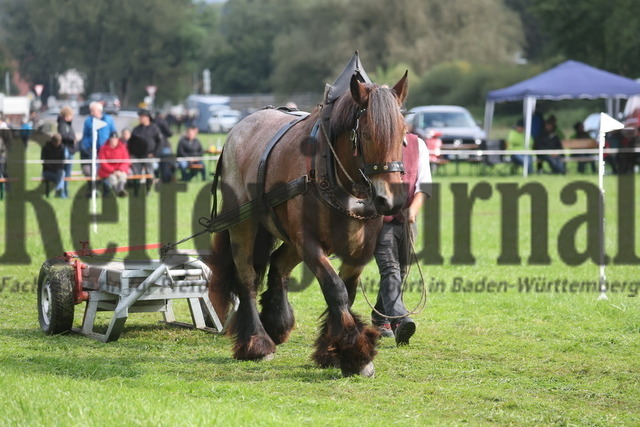 Marbach_2024_LP-Ziehen und Fahren_KN_16_Onac van de Michaelhoeve van Vlaams-Brab (40) | Alle Fotos der Reiterjournal Fotografin Doris Matthaes im Reiterjournal Online-Fotoshop. - Realizado com Pictrs.com