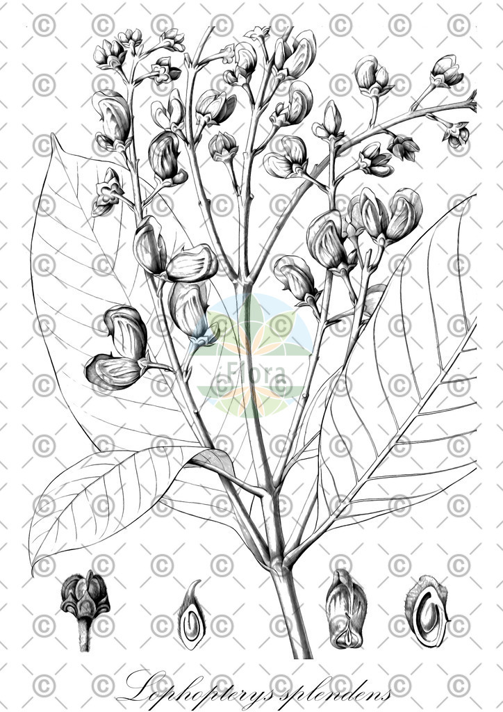 HistAbb_62XQ5_1_ENZY_Simple | Historische Abbildung von Lophopterys splendens - Malpighiaceae | Historical Illustration of Lophopterys splendens - Malpighiaceae