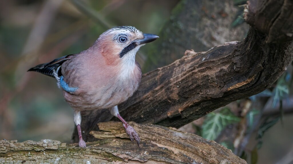 P1003675-Bearbeitet-2024-LR | Natur im Moment - Realisiert mit Pictrs.com