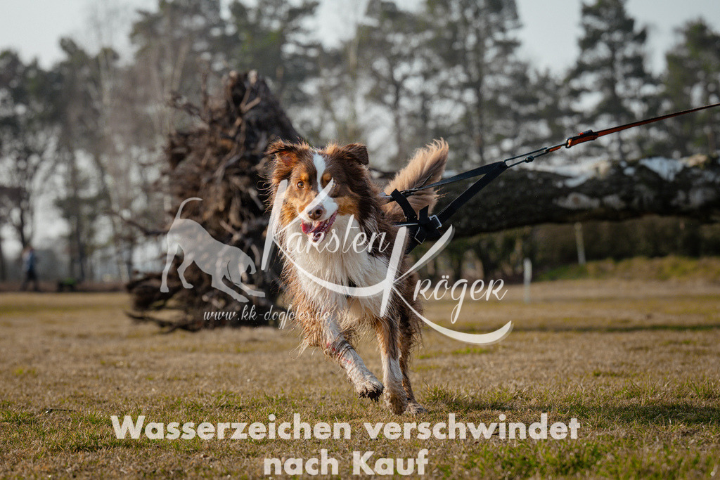 0859_ZZ96371 | kk-dogfotos