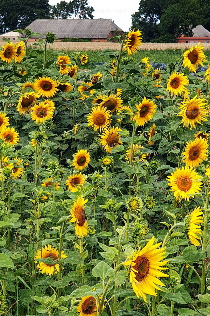 Sonnenblumenfeld | Sonnenblumen  werden vermehrt auf Rügen angebaut teils als Zwischenfrucht oder zur Produktion von Sonnenblumenöl. Sie sind ein beliebtes Fotomotiv - Realisiert mit Pictrs.com