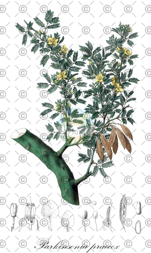 HistAbb_EMP_25636_SRC_Schlechtendal_FLORAD_SIMPLE | Historische Abbildung von Parkinsonia praecox - Fabaceae | Historical Illustration of Parkinsonia praecox - Fabaceae