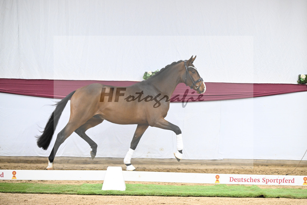 Kat-Nr. 136 Va Bene x Topas_Dr. Dieter Schuele_47254682 | hf-fotografie - Realisiert mit Pictrs.com