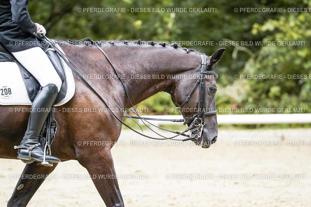 DSC05961 | Pferdegrafie