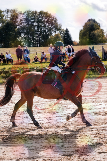 2026_10_03_Siefer-Hof_143755_Z81_07192796 | Professionelle Reitsport-, Turnier- und Eventfotografie von Robert Broda. Galerien mit ausgewählten und bearbeiteten Bildern direkt online ansehen und bestellen.