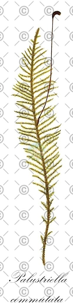 HistAbb_wfo-0001039039_1_ENZY_Simple | Historische Abbildung von Palustriella commutata - Amblystegiaceae | Historical Illustration of Palustriella commutata - Amblystegiaceae