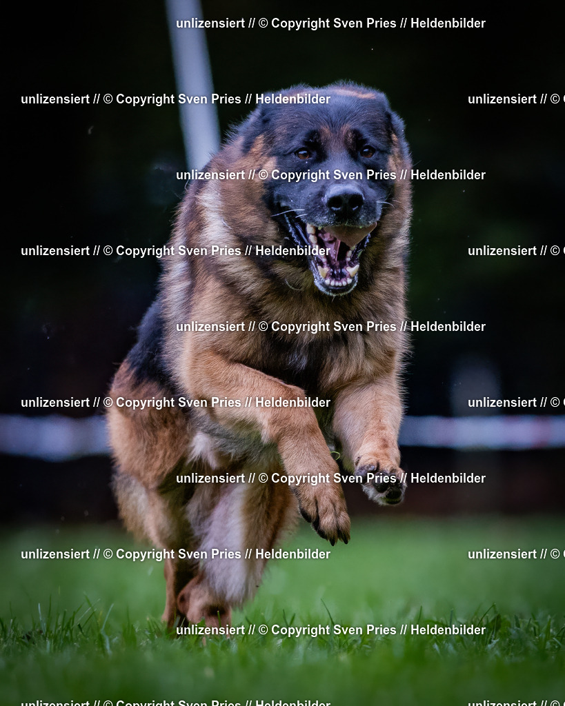 Sven Pries | 2024-10-19 - Hunderennen Ober-Grombach - Realisiert mit Pictrs.com