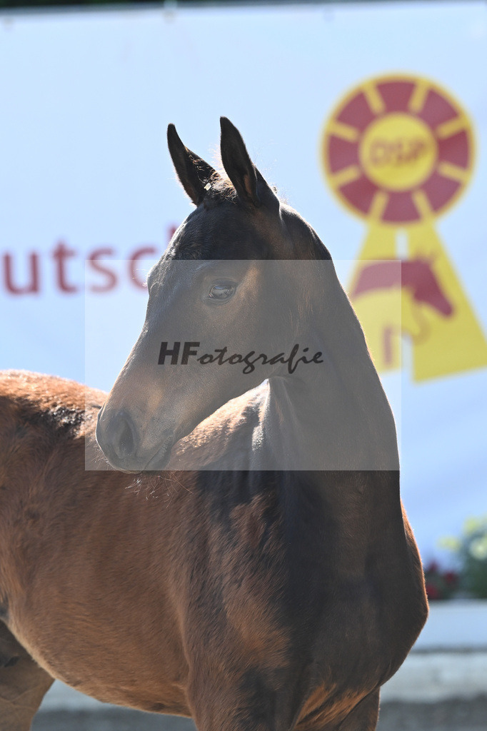 Kat-Nr. 2 HF Escaneno_Ruetz_12230074 | hf-fotografie - Realizzato con Pictrs.com