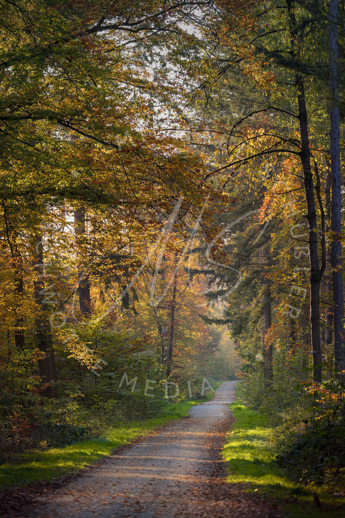 2024-11-01 Herbst Hemmingen Zeilwald 006 | Schwotte Media - Realisiert mit Pictrs.com